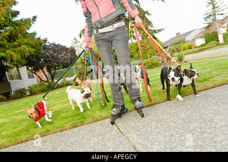 http://n450v.alamy.com/450v/apegcy/asian-woman-on-rollerblades-walking-dogs-apegcy.jpg